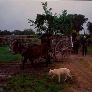 Romería de la Bendición de Campos