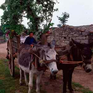 Romería de la Bendición de Campos